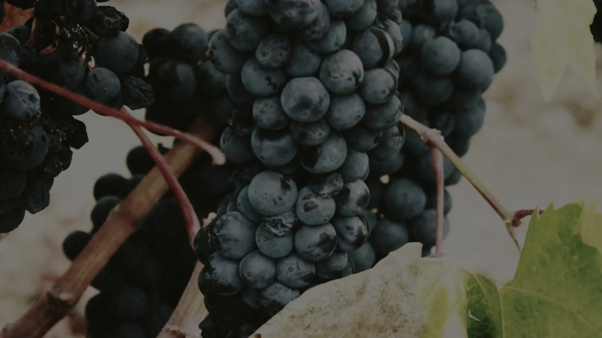 Ripe red wine grapes on the vine at Karnas