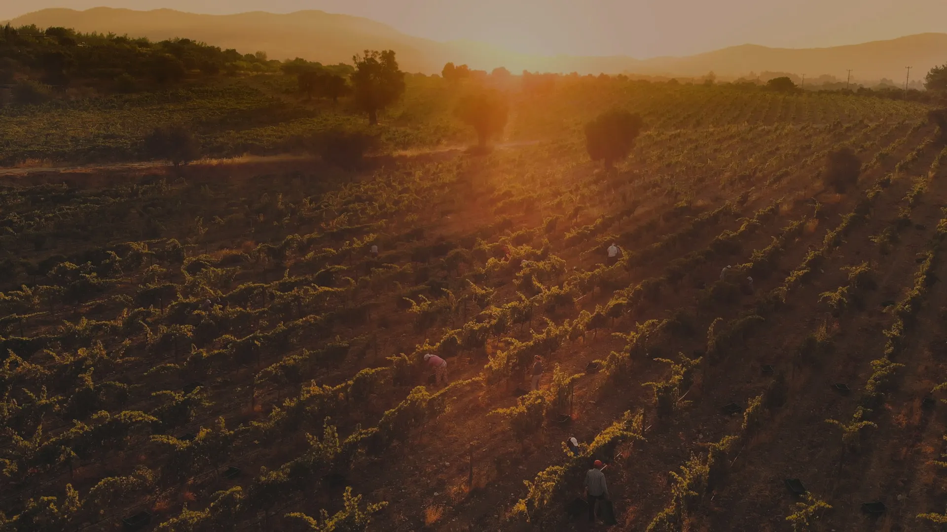 Grape harvest at sunset at Karnas